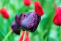 Beautiful black tulip detail. Blurred green red background. Dark purple tulips. Holland tulips. Netherlands, Dutch flowers.