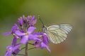 Beautiful Black-Veined White butterfly Aporia crataegi, on pink flower. White butterfly. Blurry green background. Precious white Royalty Free Stock Photo