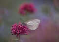 Beautiful Black-Veined White butterfly Aporia crataegi, on pink flower. White butterfly. Blurry green and pink background. Royalty Free Stock Photo