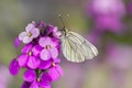 Beautiful Black-Veined White butterfly Aporia crataegi, on pink flower. White butterfly. Blurry green and pink background. Preci Royalty Free Stock Photo