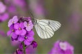 Beautiful Black-Veined White butterfly Aporia crataegi, on pink flower. White butterfly. Blurry green and pink background. Preci Royalty Free Stock Photo