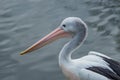 Beautiful black and white Australian pelican with red beak Royalty Free Stock Photo