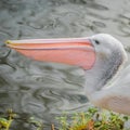 Beautiful black and white Australian pelican with red beak Royalty Free Stock Photo