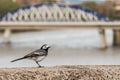 Beautiful black and white bird