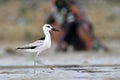 Crab Plover bird