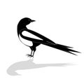 Beautiful black and white bird, male Oriental Magpie Robin logo icon design vector illustration in simple minimalist style