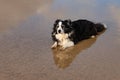 Border collie laying in the wet sand