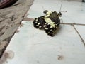 Beautiful black and white butterflies perched on the terrace?