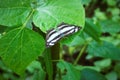 A beautiful black and white butterfly or as known as common glider or Neptis Sappho