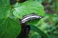 A beautiful black and white butterfly or as known as common glider or Neptis Sappho