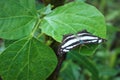 A beautiful black and white butterfly or as known as common glider or Neptis Sappho