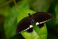 Beautiful black white butterfly, Great Mormon, Papilio memnon, resting on the green branch. Wildlife scene from nature. Insect in