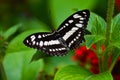 Beautiful Black and White Butterfly