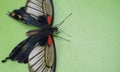 Beautiful black and white butterfly sitting on a floor Royalty Free Stock Photo