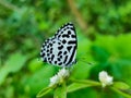 Beautiful black and white butterfly sitting on the white flowers of grass. Green and blurred background adding more contrast.