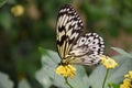 A beautiful black and white butterfly on yellow flower Royalty Free Stock Photo