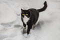 A beautiful black and white cat with big bright yellow eyes and pink nose eats its brown dry food on a white snow background in Royalty Free Stock Photo