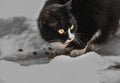 A beautiful black and white cat with big bright yellow eyes and pink nose eats its brown dry food on a white snow background in Royalty Free Stock Photo