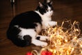 Beautiful black and white cat among the Christmas toys of garlands