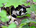 Beautiful black and white cat closeup lies in the bushes. Royalty Free Stock Photo