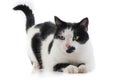 Beautiful black & white cat isolated on a white Royalty Free Stock Photo