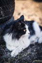 Beautiful black and white cat lies on a rural yard near the old tires Royalty Free Stock Photo