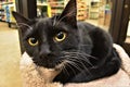 Beautiful Black and White Cat at Pet Adoption Event Royalty Free Stock Photo