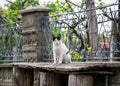 Beautiful black and white cat playing at the fence of the house, beautiful eyes, playful cat, bench