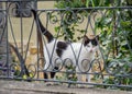 Beautiful black and white cat playing at the fence of the house, beautiful eyes, playful cat, bench