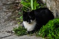 Beautiful black white cat sits on concrete.Domestic animal.Outdoor Royalty Free Stock Photo