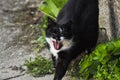 Beautiful black white cat sits on concrete.Domestic animal.Outdoor Royalty Free Stock Photo