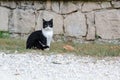 Beautiful black-white cat sitting on the street Royalty Free Stock Photo