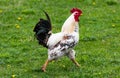 Beautiful black-white cock with a red crest, poultry yard, farm