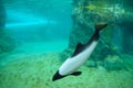 Beautiful black and white Commerson`s dolphins in subsurface viewing windows at Aquatica Water Park by Seaworld 2