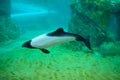 Beautiful black and white Commerson`s dolphins in subsurface viewing windows at Aquatica Water Park by Seaworld 1