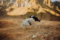 Beautiful black and white dog border collie jump on a stone in the desert. in the background mountains Royalty Free Stock Photo