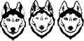 Beautiful black white dog head muzzle breed husky or wolf