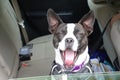 Beautiful black and white dog sitting in the back seat of a car looking out with its mouth wide open and tongue sticking out