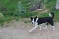 Beautiful black and white dog that is very affectionate with humans