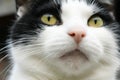 Beautiful black and white domestic shorthair feline with mesmerizing yellow eyes