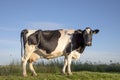 Beautiful black and white friesian Holstein cow with full udder, standing in the pasture under a blue sky, fully in view, and a Royalty Free Stock Photo