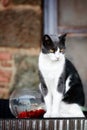 Furry cat with a tense look sitting near a fishbowl