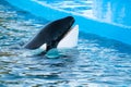 Beautiful black and white head of an orca or killer whale, Orcinos orca, showing teeth in an oceanarium Royalty Free Stock Photo