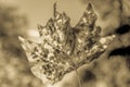 Black and white image of a backlit autumn leaf