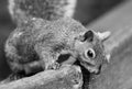 Beautiful black and white image with a cute funny squirrel