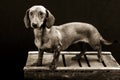 Beautiful black and white image of a dachshund