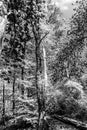 Beautiful black and white image of trees and a wooden staircase in the middle of the forest