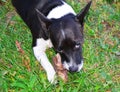 A beautiful Black and white Jack Russell Terrier Dog is gnawing a bone Royalty Free Stock Photo