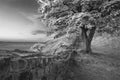 Beautiful black and white landscape image of Sycamore Gap at Had