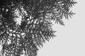 Beautiful black and white leaves and branches of Orientali Arborvitae